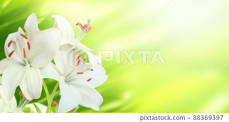 Lily on sunny beautiful nature spring background. Summer scene with Lilium flowers of white color 88369397