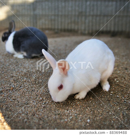 Rabbit rabbit New Year's material Rabbit rabbit New Year's material 88369488