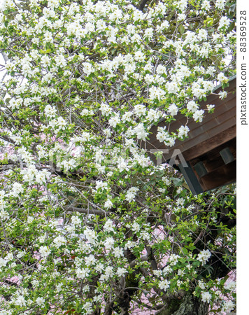 池邊盛開的離休梅 88369528