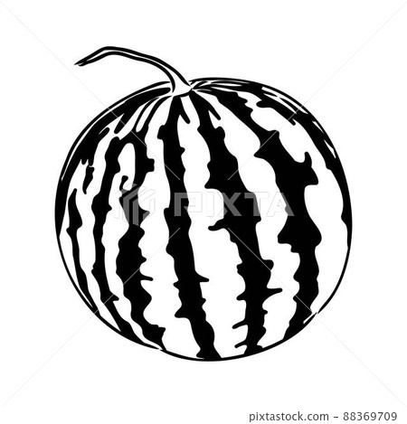 Hand drawn vector illustration - watermelon . Design elements in sketch style watermelon vector sketch Hand drawn vector illustration - watermelon . Design elements in sketch style watermelon vector sketch 88369709