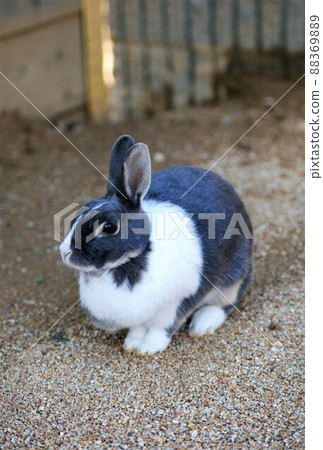 Postcard size rabbit Postcard size rabbit 88369889