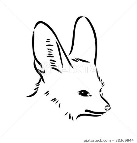 Vector illustration of a young fennec fox walking. fox fenek vector sketch Vector illustration of a young fennec fox walking. fox fenek vector sketch 88369944