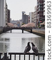 看鴛鴦鴿和櫻花 88369963