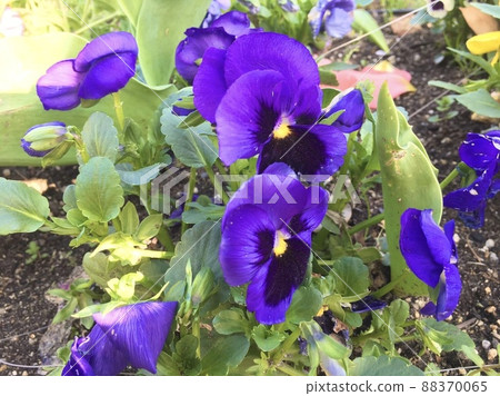 Brilliant pansy Brilliant pansy 88370065