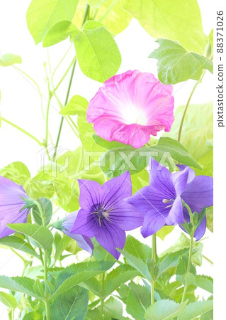 Pink morning glory, bluish-purple platycodon, bright background Pink morning glory, bluish-purple platycodon, bright background 88371026