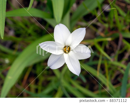 哈納花花 哈納花花 88371112