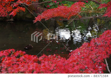 A duck enjoying the autumn leaves of Tsurumai Park A duck enjoying the autumn leaves of Tsurumai Park 88371384