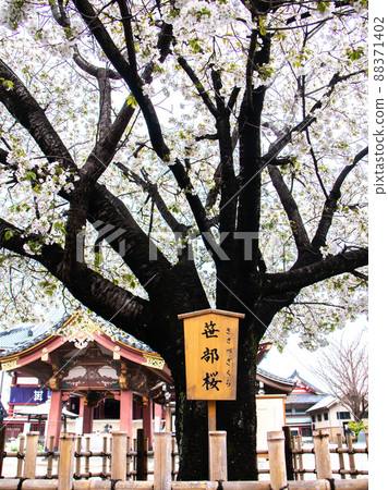 池上本門寺的笹邊櫻花和吉野櫻花 88371402
