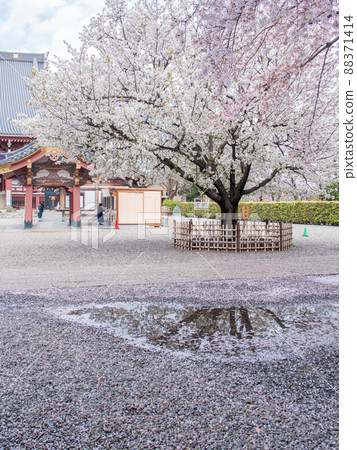 池上本門寺的笹邊櫻花和吉野櫻花 池上本門寺的笹邊櫻花和吉野櫻花 88371414