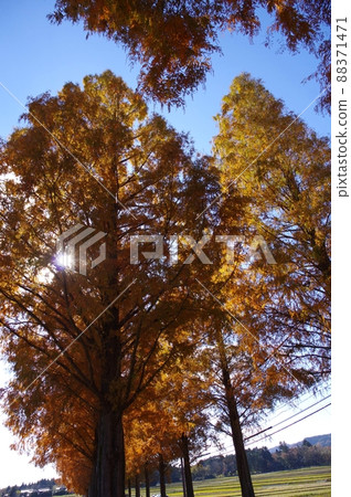滋賀縣牧野pickland秋天的風景 88371471