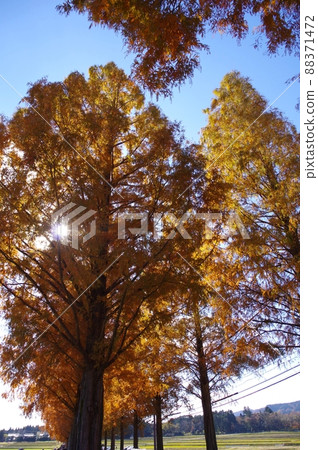 滋賀縣牧野pickland秋天的風景 88371472