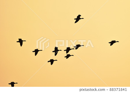 Orange sunset and a flock of white-fronted geese (Miyajimanuma, Hokkaido) 88371841