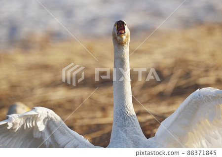 Whooper swan flapping its wings while crying (Hokkaido) Whooper swan flapping its wings while crying (Hokkaido) 88371845