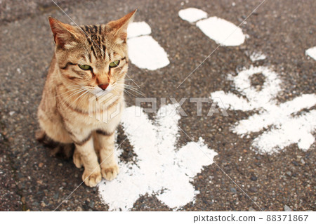 A photo of a lovely cat I met on the road Japan Asia A photo of a lovely cat I met on the road Japan Asia 88371867