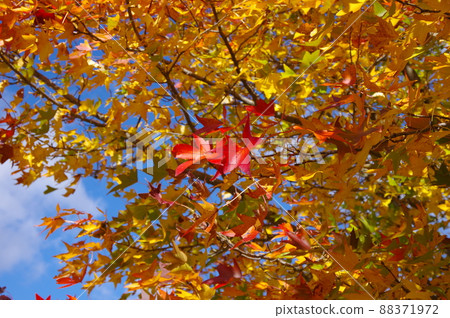 Shiga Prefecture Makino Pickland scenery in autumn Shiga Prefecture Makino Pickland scenery in autumn 88371972