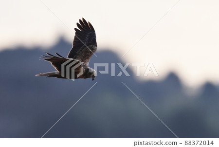 Eastern marsh harrier gliding with its wings up 88372014