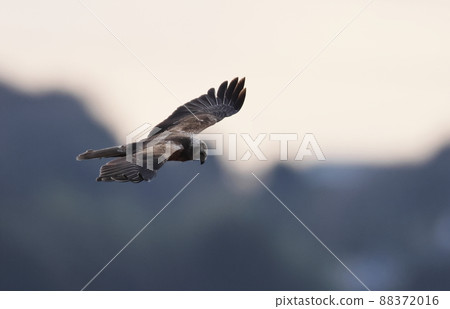 Eastern marsh harrier gliding through the reed bed Eastern marsh harrier gliding through the reed bed 88372016