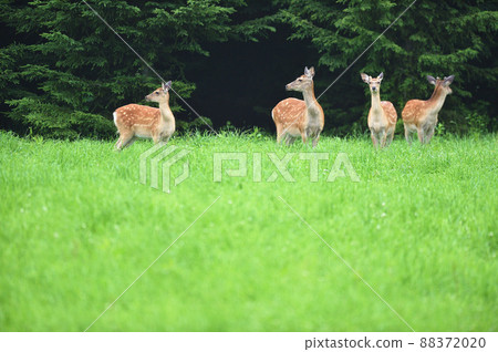 A flock of sika deer that I met in the forest (Hokkaido) A flock of sika deer that I met in the forest (Hokkaido) 88372020