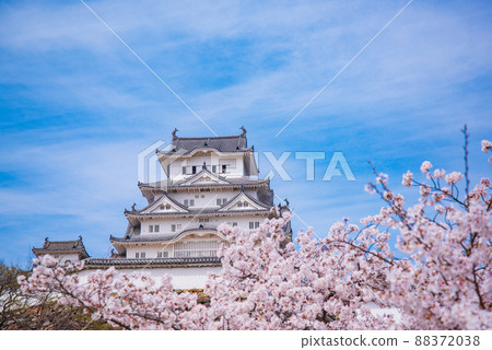 Hyogo Prefecture National Treasure Himeji Castle and cherry blossoms in full bloom 88372038