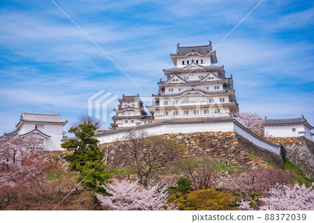 Hyogo Prefecture National Treasure Himeji Castle and cherry blossoms in full bloom 88372039