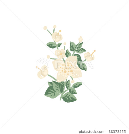 White flowers and buds of mock orange plant branch with green leaves, hand drawn illustration of English dogwood White flowers and buds of mock orange plant branch with green leaves, hand drawn illustration of English dogwood 88372255