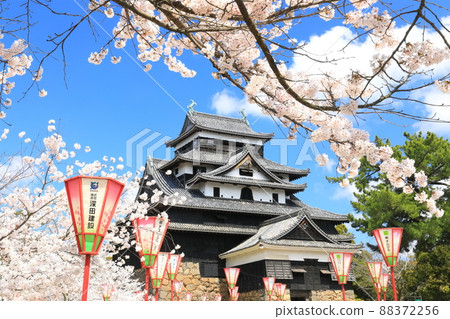 [島根縣]盛開的松江城天守閣（國寶） 88372256