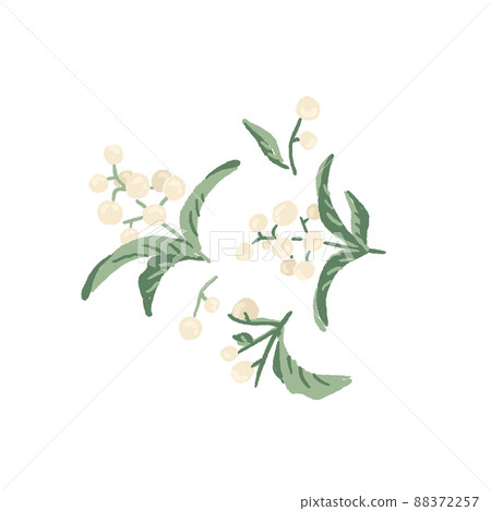 Set of white berries and green leaves of snowberry, symphoricarpos, waxberry, ghostberry or mistletoe 88372257