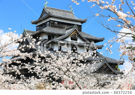 [島根縣]盛開的松江城天守閣（國寶） 88372258