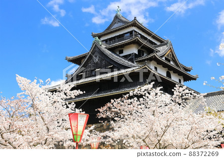 [Shimane Prefecture] Matsue Castle castle tower in full bloom (national treasure) 88372269