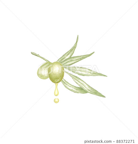 Hand drawn illustration of olive tree branch with green leaves, two ripe green olives and drops of cold pressed virgin olive oil Hand drawn illustration of olive tree branch with green leaves, two ripe green olives and drops of cold pressed virgin olive oil 88372271