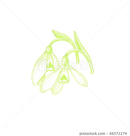 Colored pencils sketch of wild snowdrops, green and white galanthus bloom Colored pencils sketch of wild snowdrops, green and white galanthus bloom 88372274