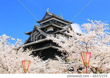 [島根縣]盛開的松江城天守閣（國寶） 88372276