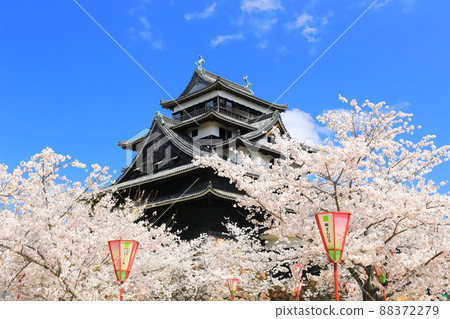 [Shimane Prefecture] Matsue Castle castle tower in full bloom (national treasure) 88372279