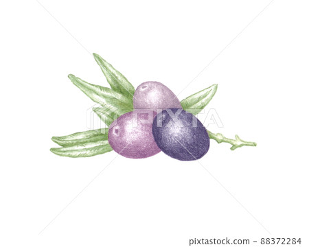 Hand drawn illustration of three purple olives with tree branch and green leaves laying isolated on white background Hand drawn illustration of three purple olives with tree branch and green leaves laying isolated on white background 88372284