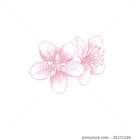 Colored pencils sketch of almond blossom flowers, pink plum blossom or cherry blossom 88372286