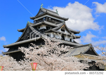 [島根縣]盛開的松江城天守閣（國寶） 88372292
