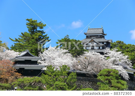 [Shimane Prefecture] Matsue Castle castle tower and south turret (national treasure) with cherry blossoms in full bloom 88372303