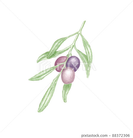 Hand drawn illustration of olive tree branch with green leaves and three ripe purple olives, botanical color sketch Hand drawn illustration of olive tree branch with green leaves and three ripe purple olives, botanical color sketch 88372306