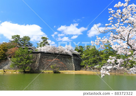 [Shimane Prefecture] Matsue Castle, where the cherry blossoms are in full bloom, South turret, middle turret (Mikai foot turret) 88372322