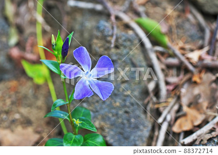 Purple periwinkle flower (spring, March) Purple periwinkle flower (spring, March) 88372714