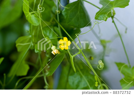 American diplocyclos palmatum flower American diplocyclos palmatum flower 88372732