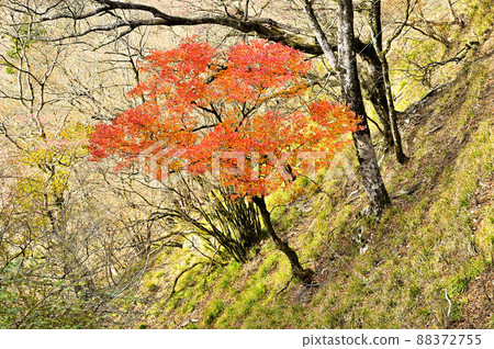 丹澤的小筍,白掌水獺的秋葉 丹澤的小筍,白掌水獺的秋葉 88372755