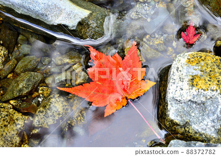 浮在河面上的槭樹秋葉 88372782
