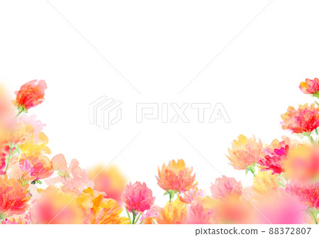 Carnation field background material 88372807