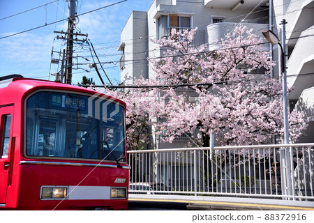 Yoshino cherry tree in full bloom and Meitetsu train 88372916