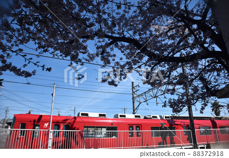 吉野櫻花盛開和名鐵列車 88372918