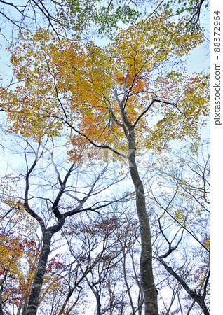 Hinokihoramaru in Nishitanzawa, Azalea Shindo no Mori in autumn colors, Acer amoenum 88372964