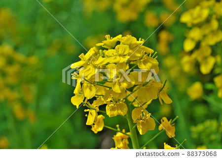 Yellow Nanohana flower (Spring, March) Yellow Nanohana flower (Spring, March) 88373068