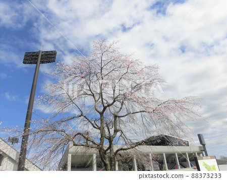 White clouds, blue sky, cherry blossoms in full bloom, and rugby ground (Kumagaya) White clouds, blue sky, cherry blossoms in full bloom, and rugby ground (Kumagaya) 88373233