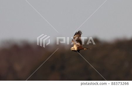 Eastern marsh harrier gliding with its wings up Eastern marsh harrier gliding with its wings up 88373266